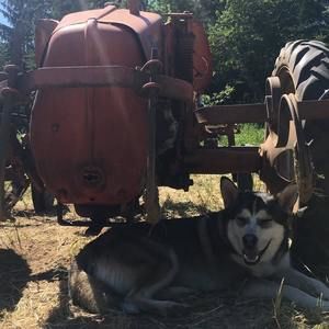 Meet your Posher, Sasha